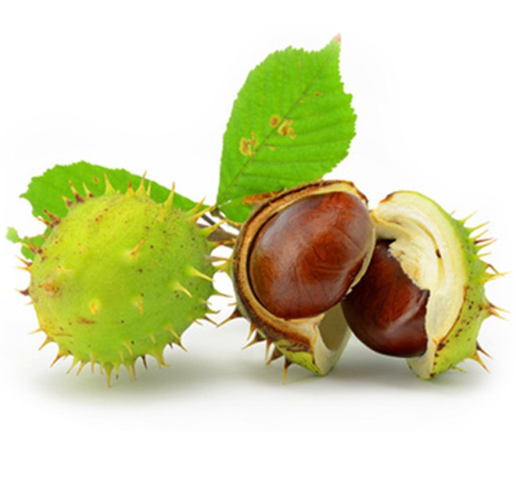 نهال شاه بلوط شیرین